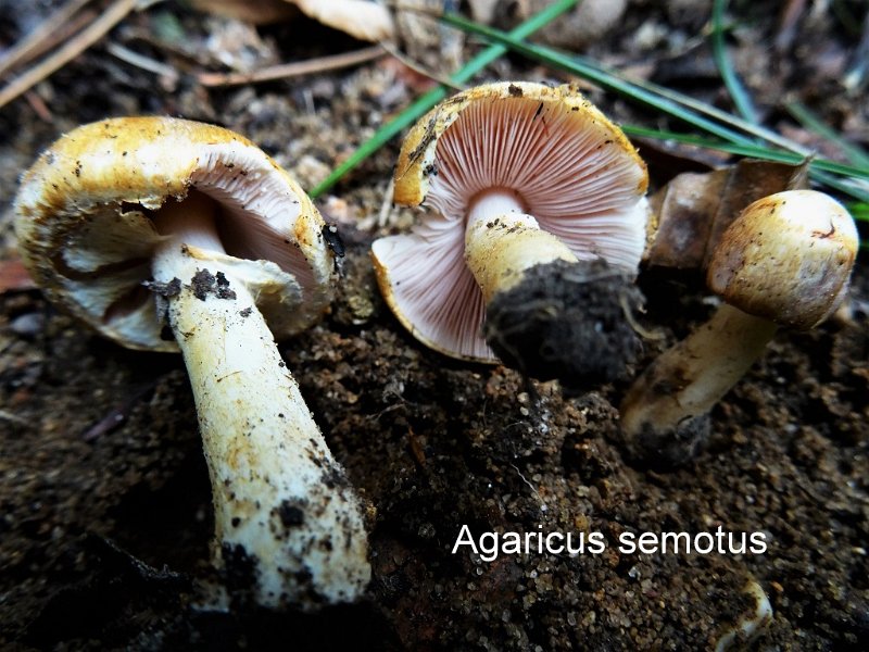 Agaricus semotus-amf176.jpg - Agaricus semotus ; Syn1: Psalliota semota ; Syn2: Psalliota amethystina ; Non français: Agaric solitaire